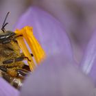 Biene am Blütenstempel