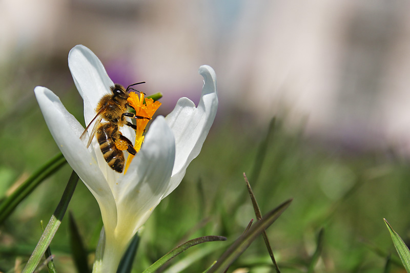 Biene am Blütenstempel