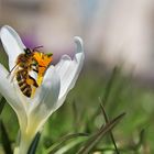 Biene am Blütenstempel