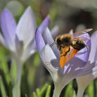 Biene am Blütenstempel