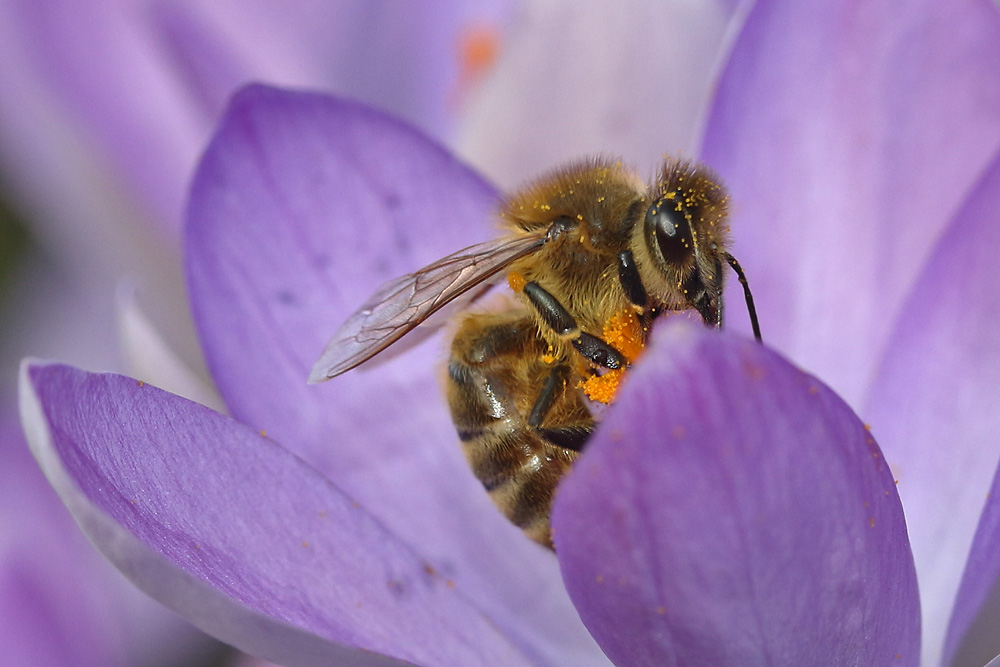 Biene am Blütenstempel zwischen den Blütenblättern