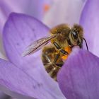 Biene am Blütenstempel zwischen den Blütenblättern