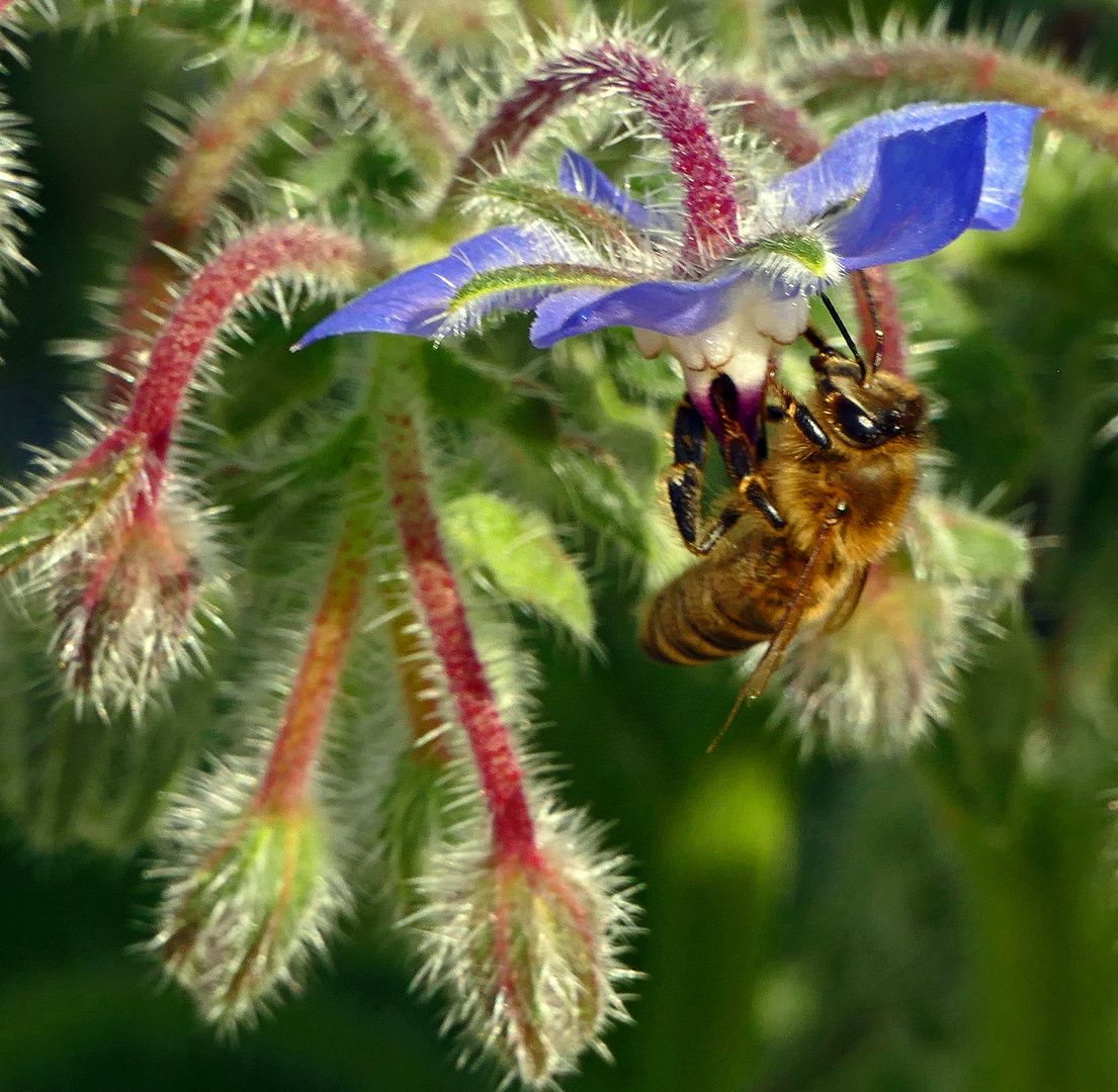 Biene am Borretsch ( Borago officinalis )