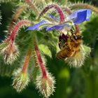 Biene am Borretsch ( Borago officinalis )