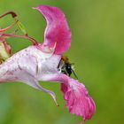 Biene am drüsigen Springkraut