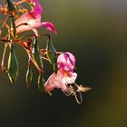 Biene am drüsigen Springkraut im Gegenlicht