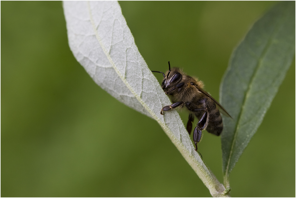 Biene am Fliederblatt