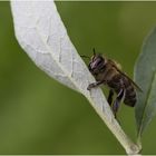 Biene am Fliederblatt