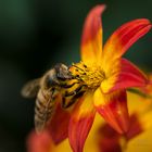 Biene am Futternapf