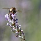 Biene am "gedeckten Lavendeltisch"
