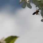 Biene am Kirschbaum
