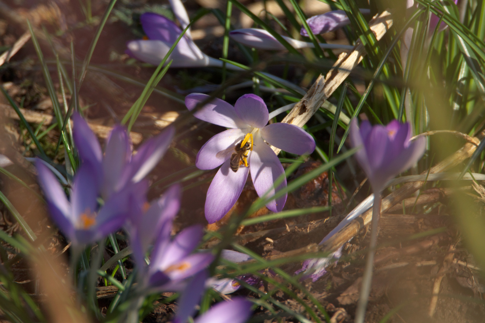 Biene am Krokus