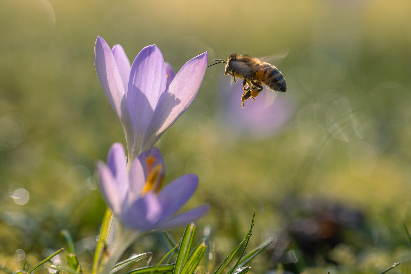 Biene am Krokus