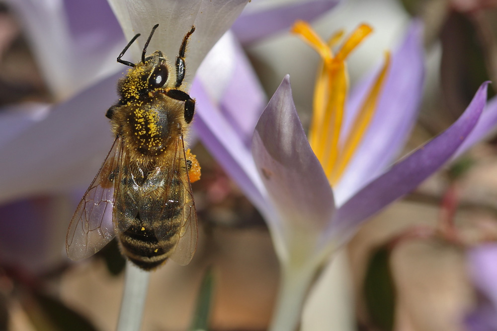 Biene am Krokus beim Aufstieg