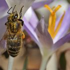 Biene am Krokus beim Aufstieg