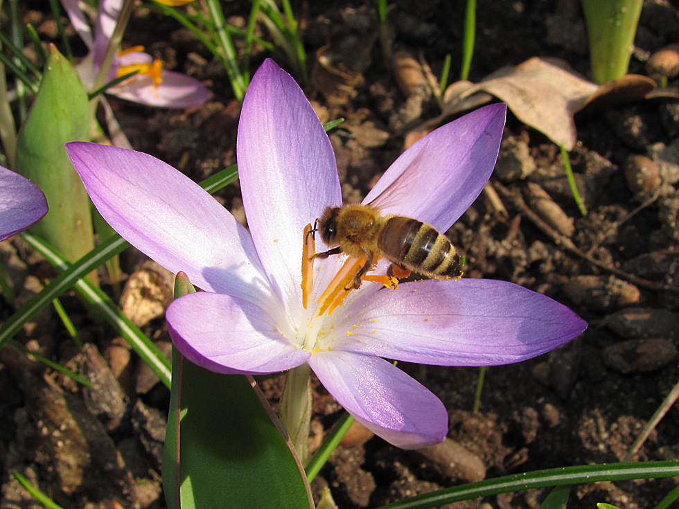 Biene am Krokuss