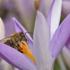 Biene am Krokusstempel