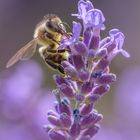 Biene am Lavendel