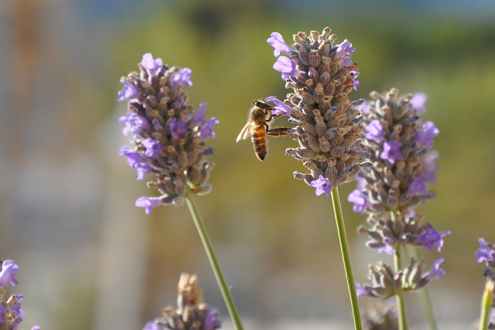 Biene am Lavendel