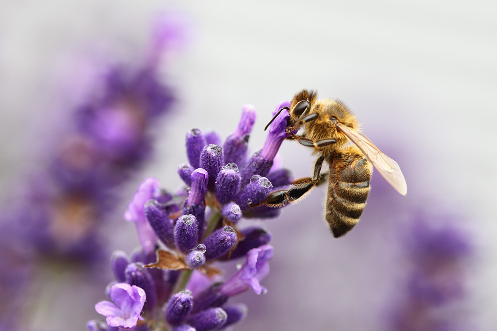 Biene am Lavendel