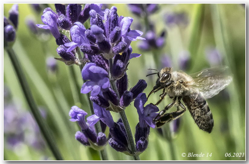 Biene am Lavendel