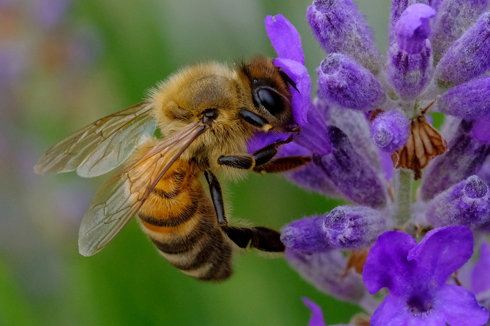 Biene am Lavendel