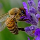 Biene am Lavendel