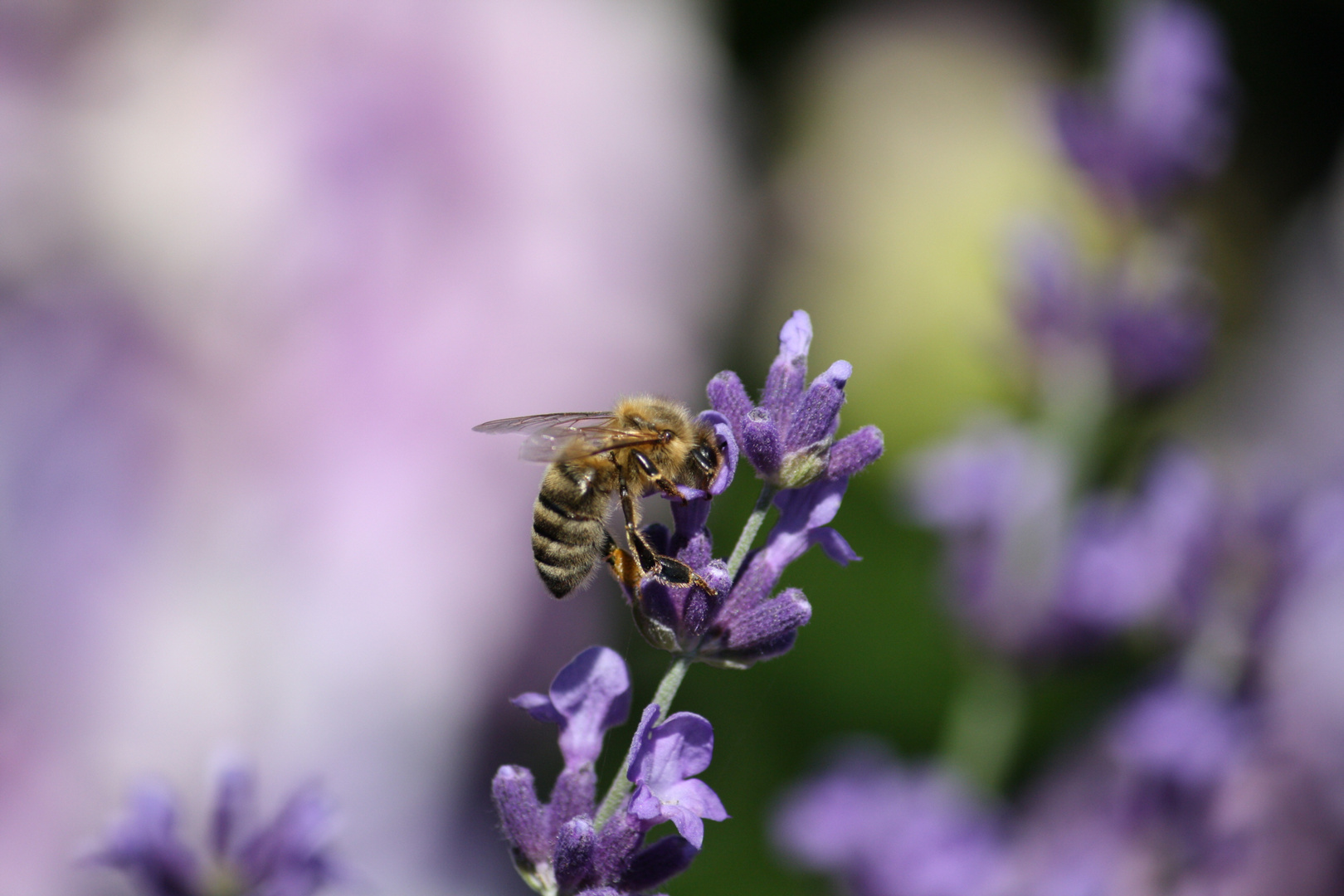 Biene am Lavendel