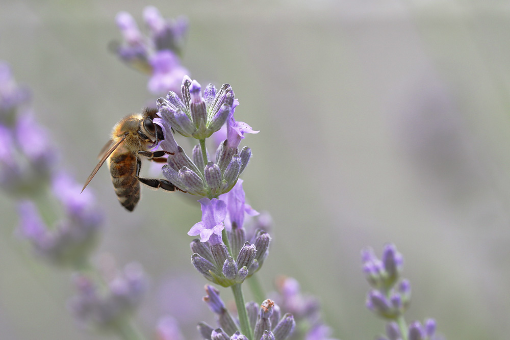 Biene am Lavendel