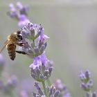 Biene am Lavendel