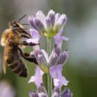 Biene am Lavendel