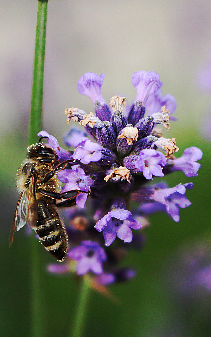 Biene am Lavendel