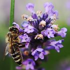 Biene am Lavendel