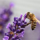 Biene am Lavendel