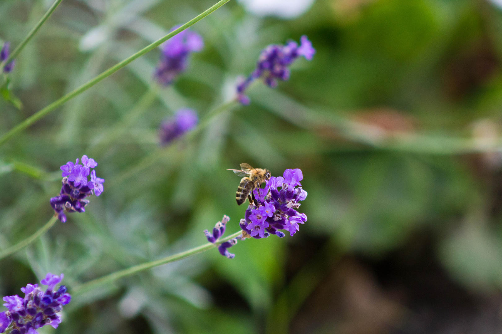 Biene am Lavendel