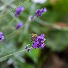 Biene am Lavendel