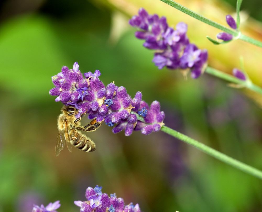 Biene am Lavendel Foto & Bild tiere, wildlife, insekten Bilder auf