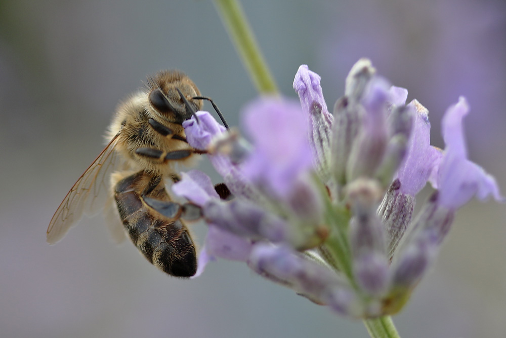 Biene am Lavendel