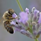 Biene am Lavendel