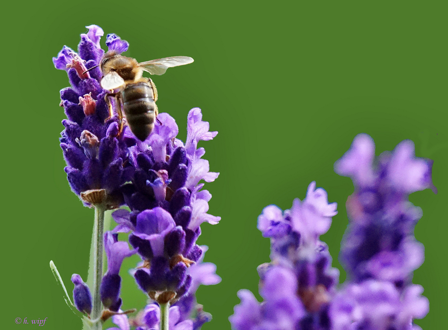 Biene am Lavendel