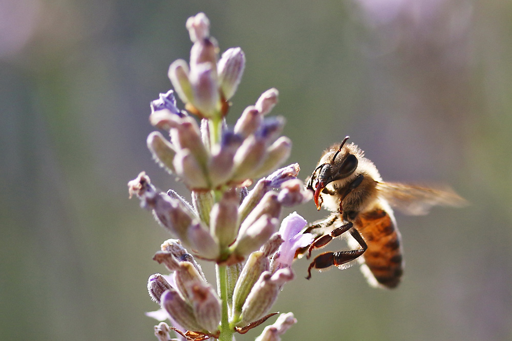 Biene am Lavendel im Gegenlicht