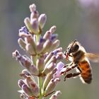 Biene am Lavendel im Gegenlicht