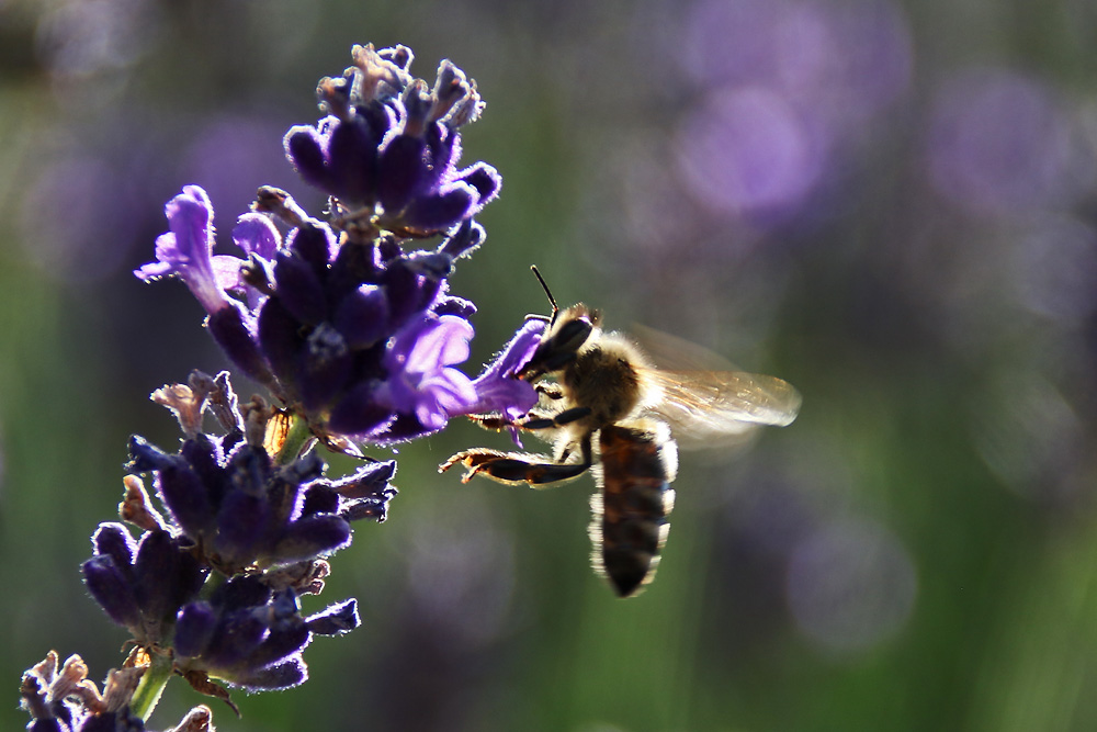 Biene am Lavendel im Gegenlicht