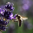 Biene am Lavendel im Gegenlicht