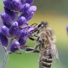 Biene am Lavendel in Tornesch