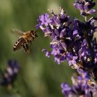 Biene am Lavendel - Zoo Heidelberg