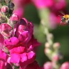 Biene am Löwenmäulchen