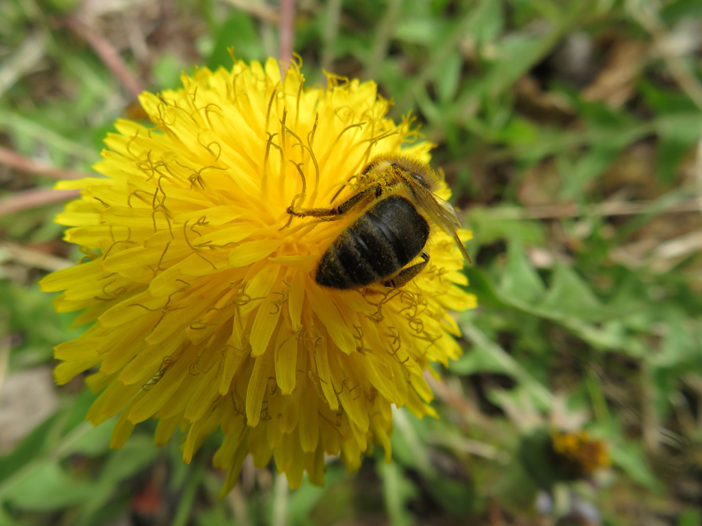 Biene am Löwenzahn