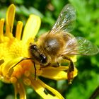 Biene am Nektar sugen