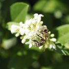 Biene am nordischen Labkraut